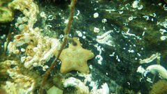 Asterina gibbosa