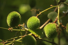 Otonephelium stipulaceum