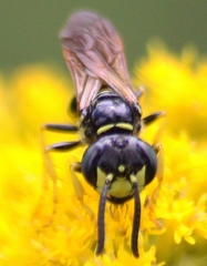 Philanthus lepidus