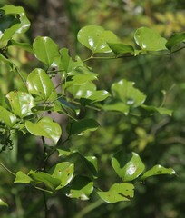 Smilax rotundifolia