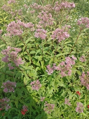 Eutrochium maculatum