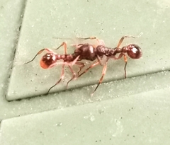 Myrmica