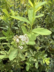 Spiraea alba