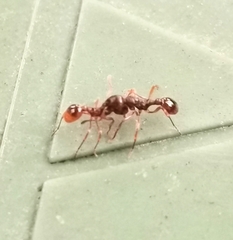 Myrmica
