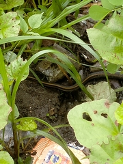 Amphiesma stolatum
