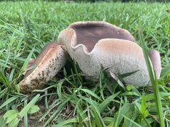 Tylopilus rubrobrunneus