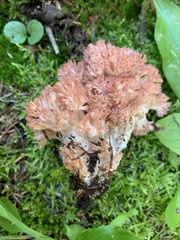 Ramaria
