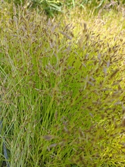 Juncus tenuis