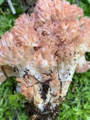 Ramaria