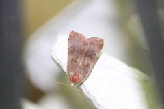 Noctua janthina