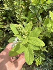 Spiraea alba