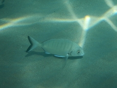 Diplodus sargus