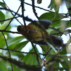 Microspingus erythrophrys