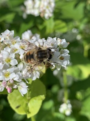 Eristalis anthophorina