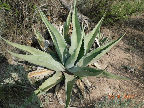 Agave asperrima