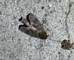 Limacodidae