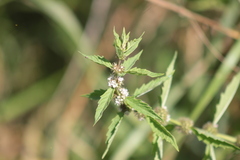 Lycopus europaeus