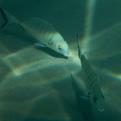 Diplodus sargus