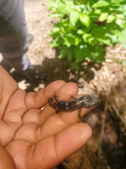 Ambystoma opacum
