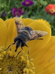 Eristalis