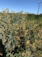 Atriplex lentiformis