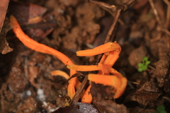 Clavulinopsis