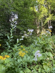 Campanula lactiflora