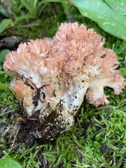 Ramaria