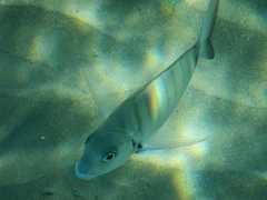Diplodus sargus