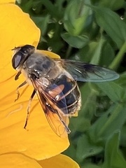 Eristalis