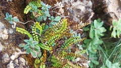 Asplenium trichomanes