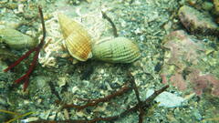 Clibanarius erythropus