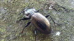 Carabus nemoralis