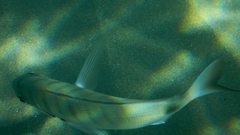 Diplodus sargus