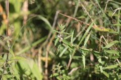 Lycopus europaeus