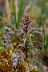 Pedicularis oederi