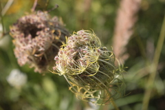 Daucus carota