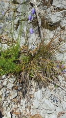 Campanula cespitosa