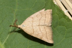 Polypogon tentacularia