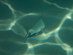 Diplodus sargus