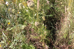 Daucus carota