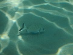Diplodus sargus