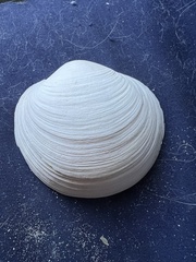 Pegophysema schrammi
