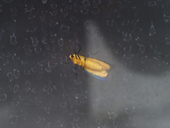 Chrysaeglia magnifica