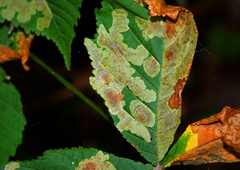 Cameraria ohridella