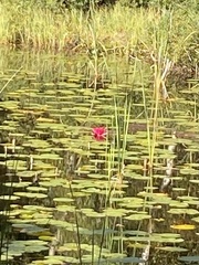 Nymphaea × marliacea