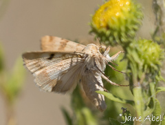 Heliothis