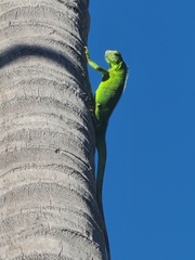 Iguana iguana