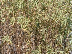 Baccharis salicifolia