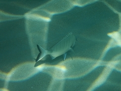 Diplodus sargus